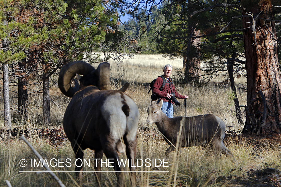 Photographer with bighorn sheep.