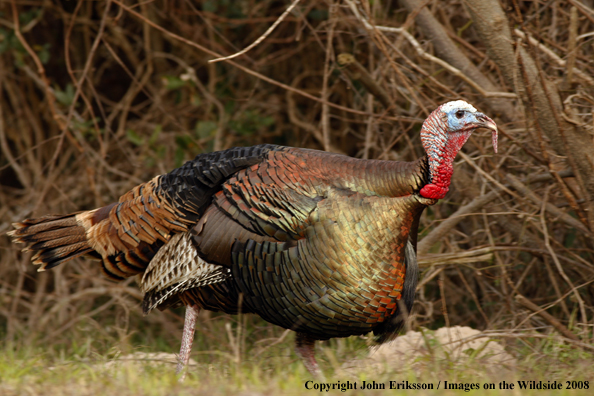 Eastern Wild Turkey