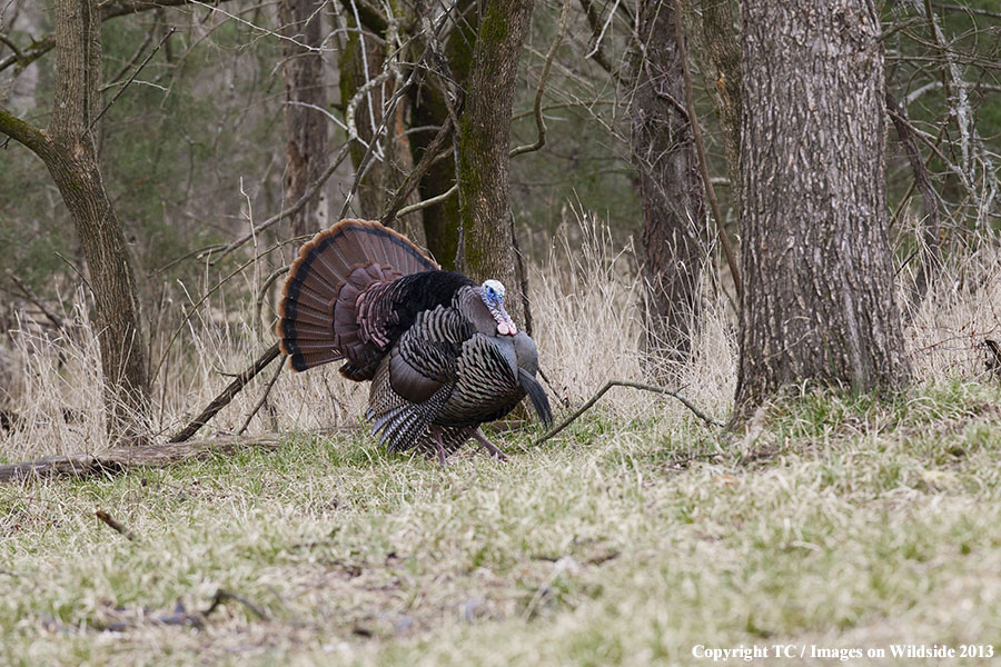 Eastern Wild Turkey in habitat.