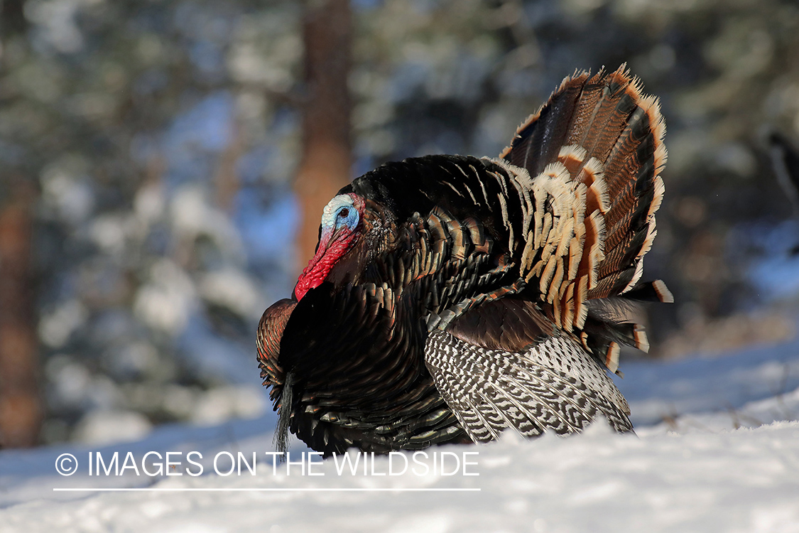 Merriam's turkey tom in full strut.