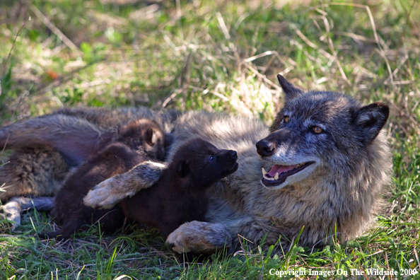 Gray Wolf Mother with pups