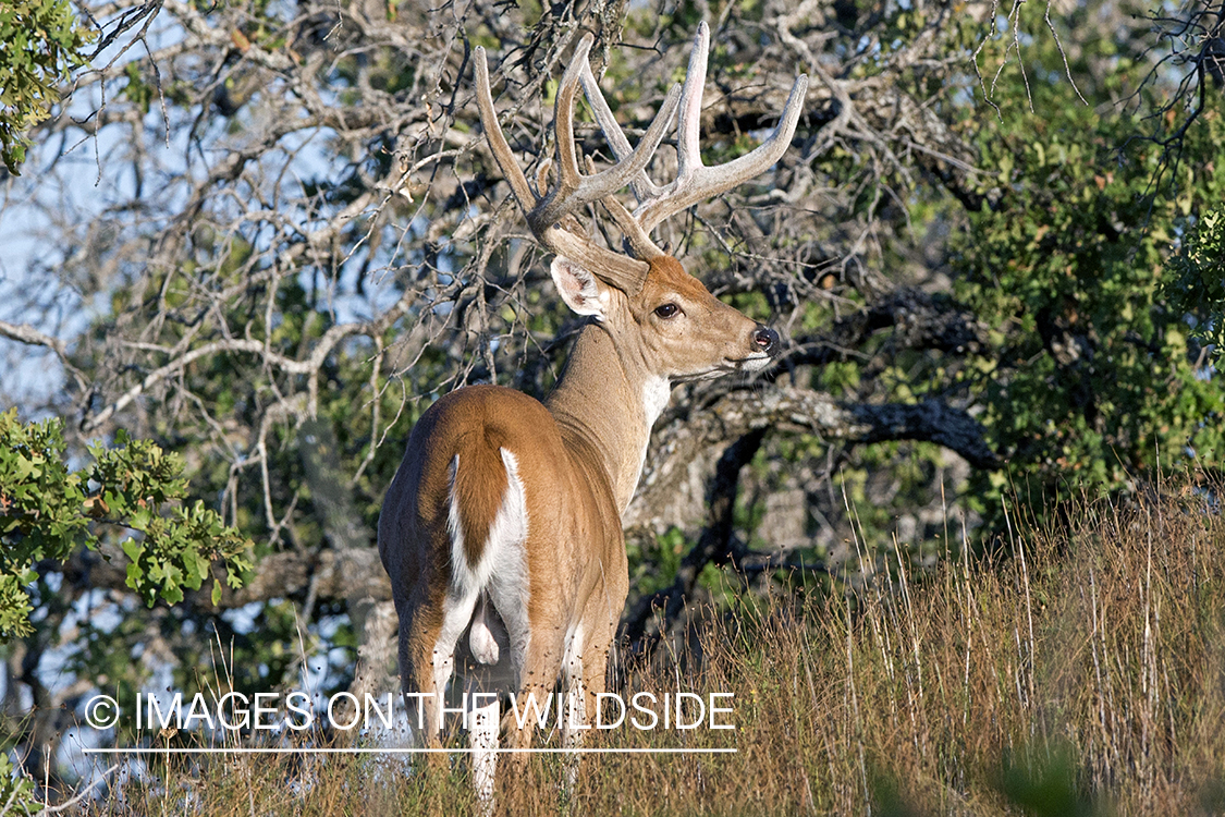 White-tailed buck in habitat. 