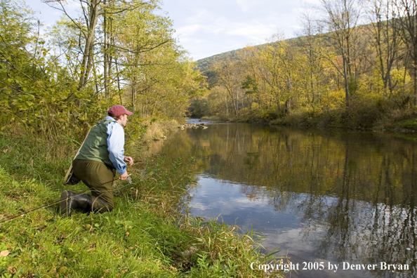 Flyfisherman scans Pennsylvania spring creek.