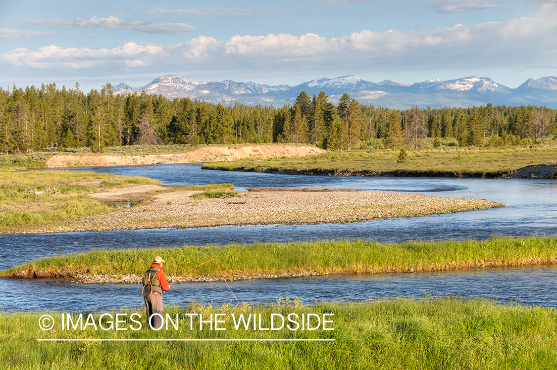 Flyfisherman on Madison River, YNP.