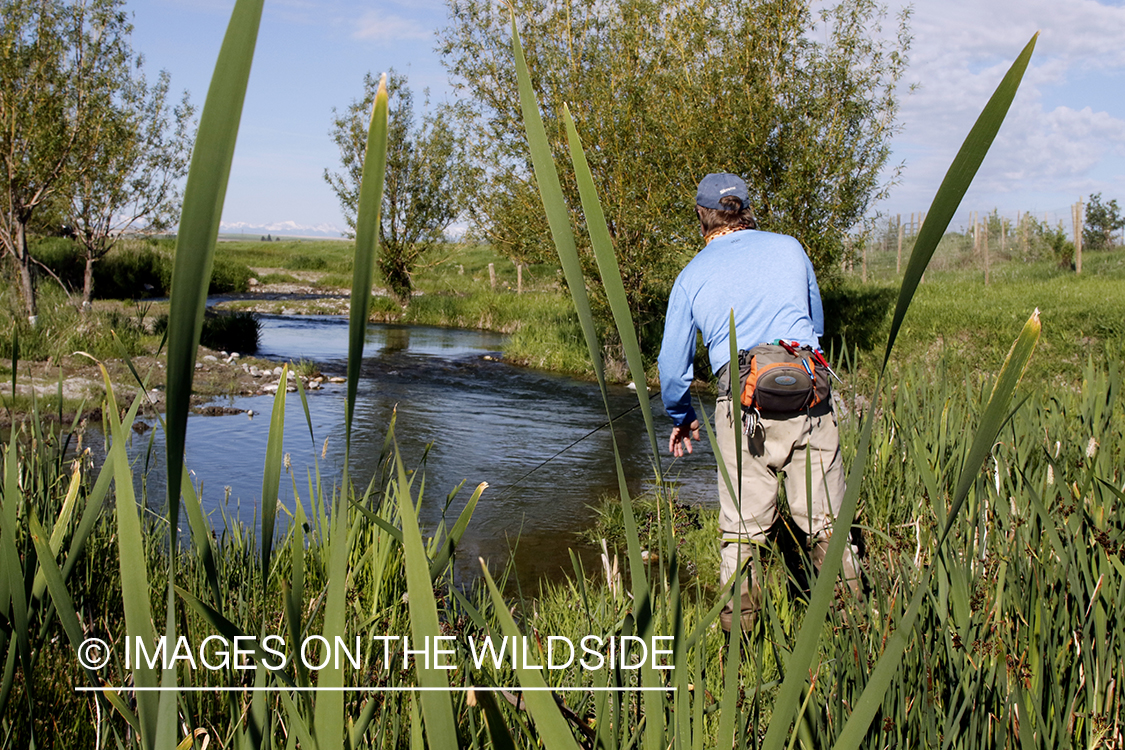 Flyfisherman in fishing stream.