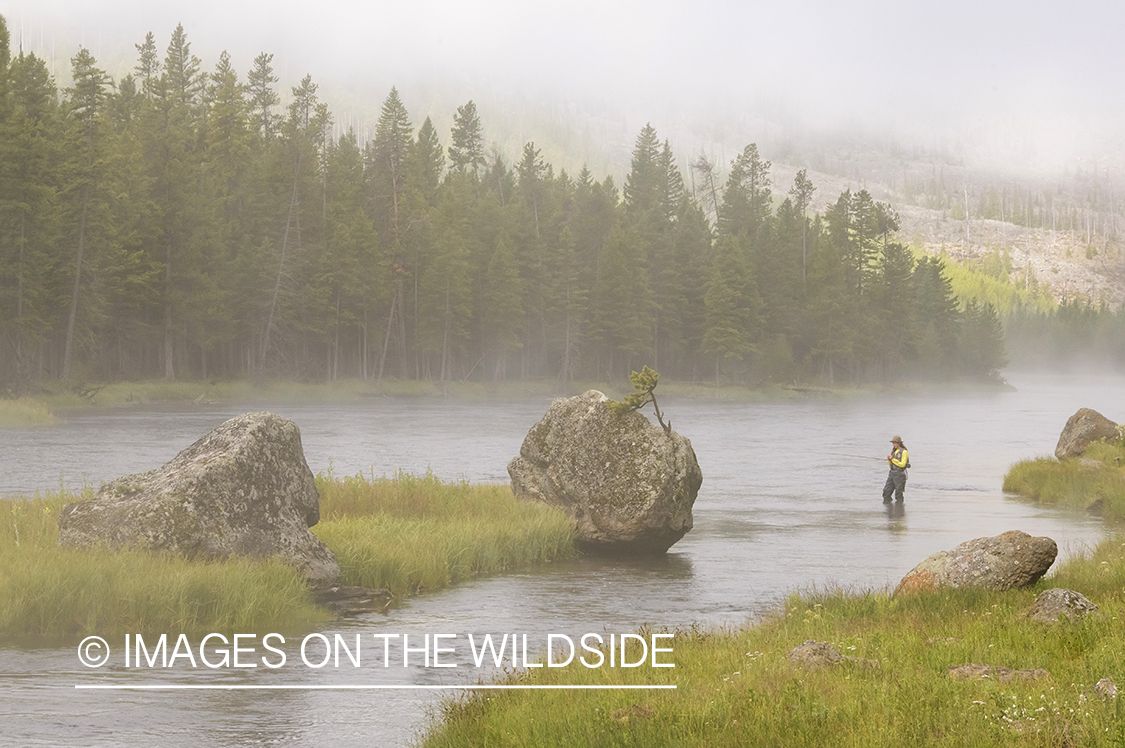 Flyfishing, Madison River, Yellowstone National Park.