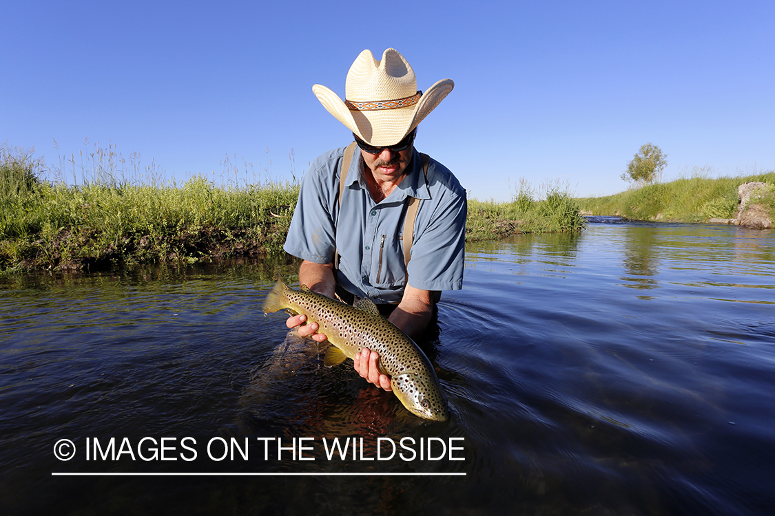 Flyfisherman releasing brown trout.