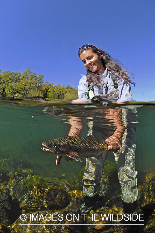 Flyfisherwoman realeasing rainbow trout. 