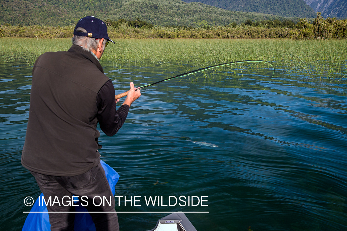 Flyfisherman fighting rainbow trout.