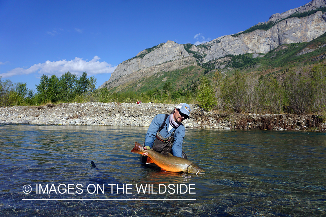 Flyfisherman releasing bull trout.