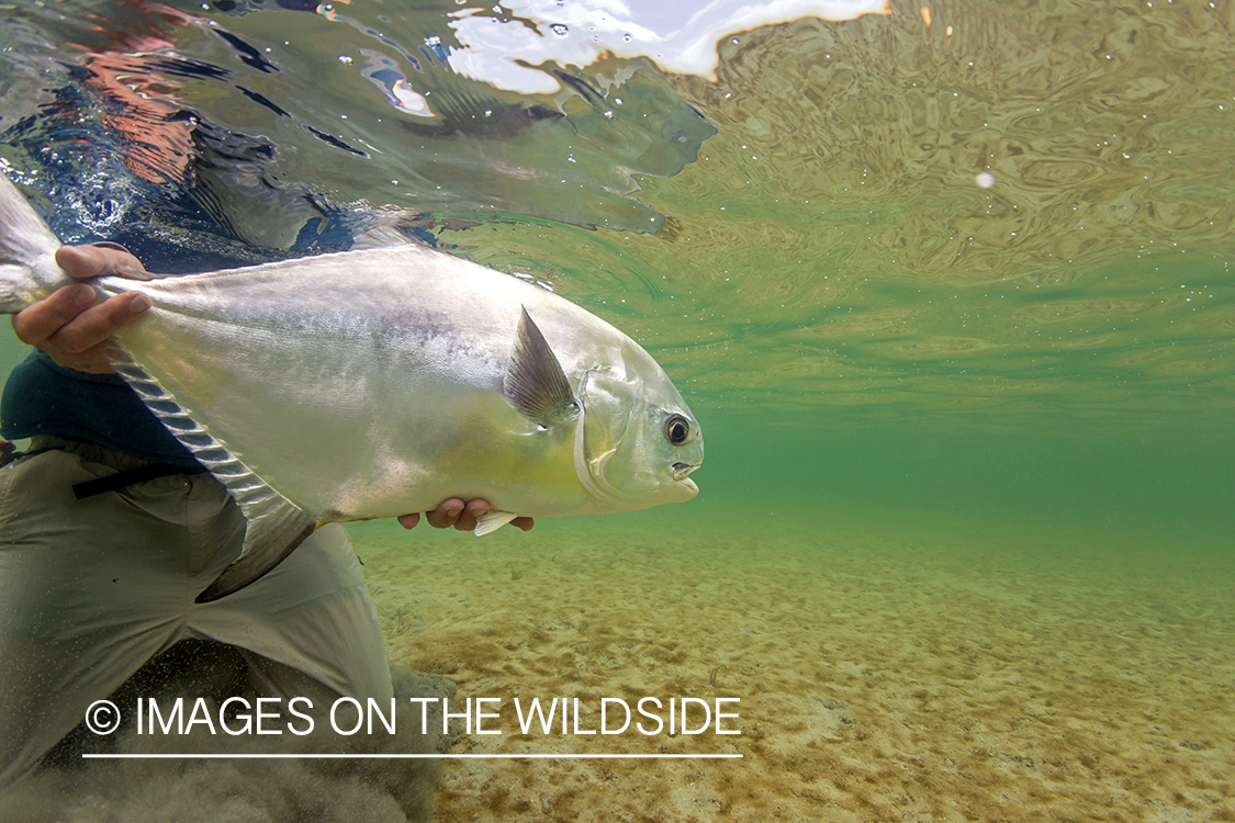 Flyfisherman releasing Permit.