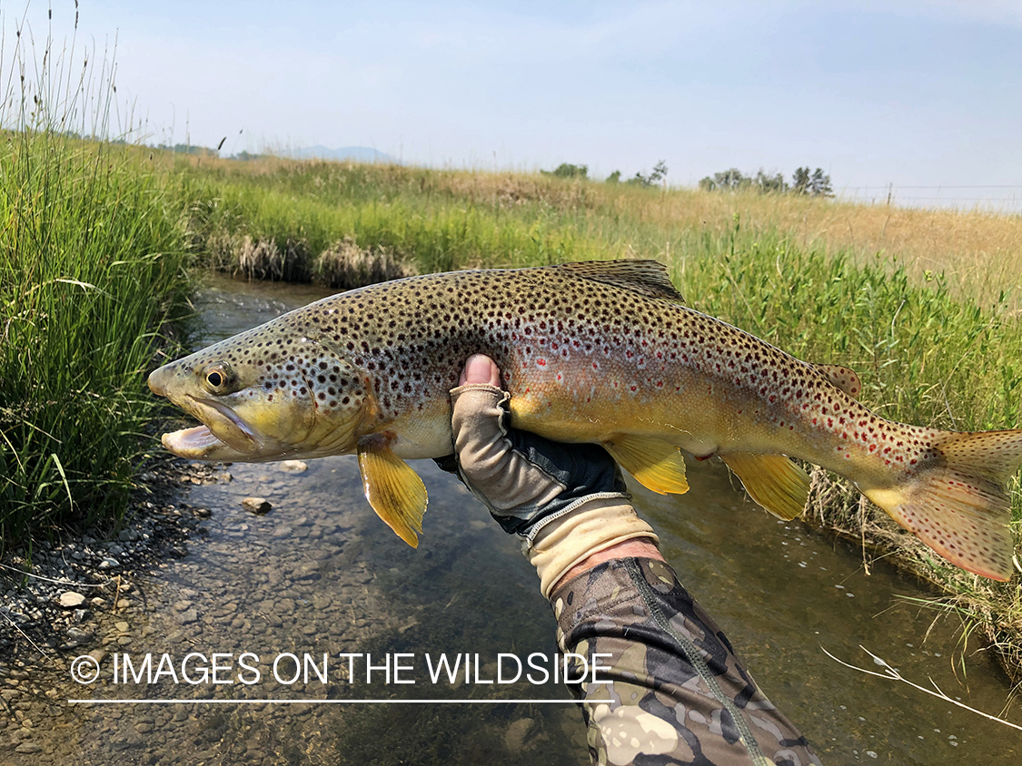 Flyfisherman releasing brown trout.