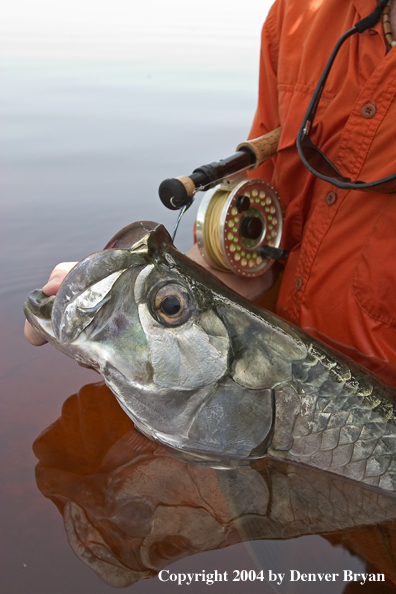 Flyfisherman releasing tarpon 