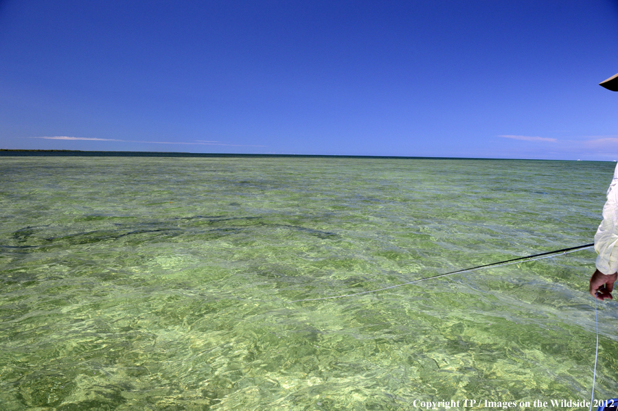 Tarpon in water. 