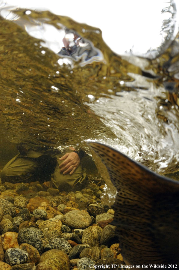 Releasing steelhead. 