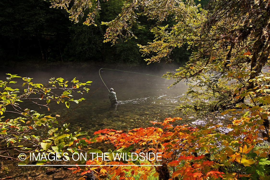 Flyfisherman with steelhead fish on line.