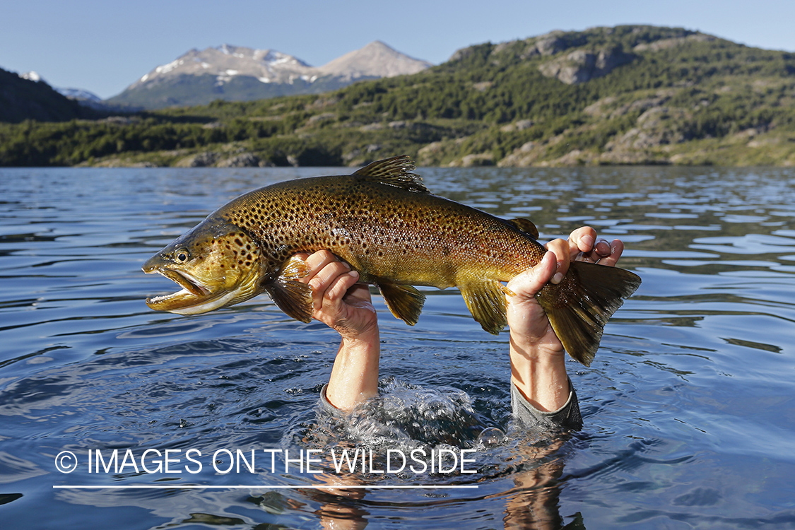 Flyfisherman recovering brown trout from underwater.