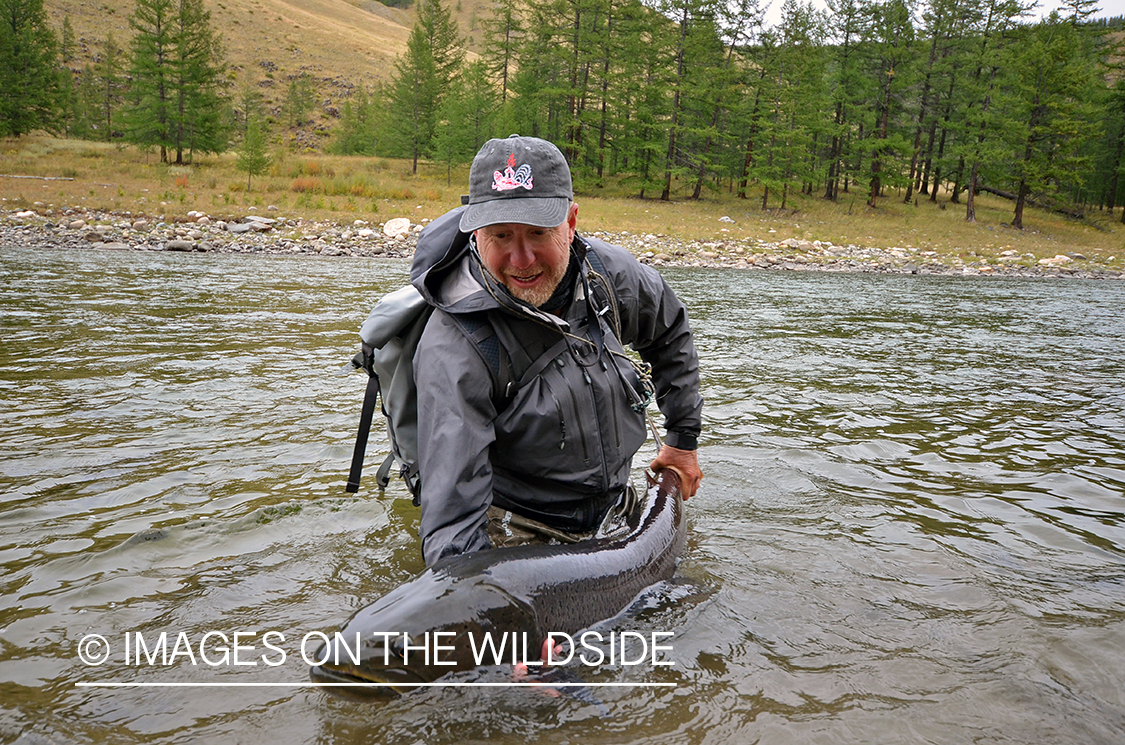 Fly fisherman releasing Taimen.