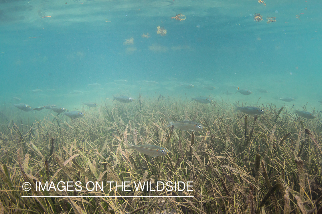 Bate fish underwater in Belize.