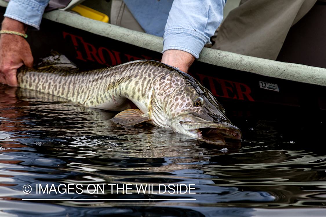 Flyfisherman with tiger muskie.