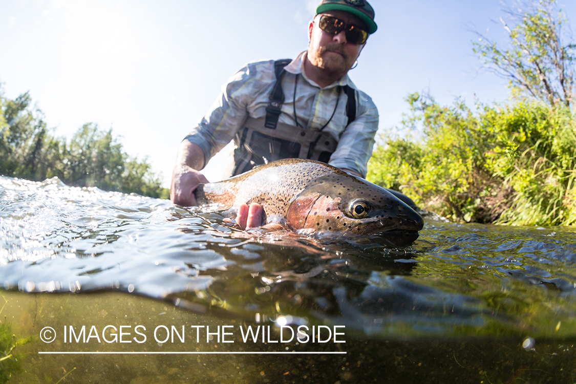 Flyfisherman releasing rainbow trout in Sedanka river in Kamchatka Peninsula, Russia.