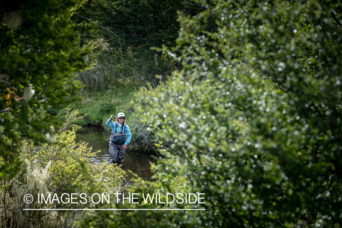 Woman fly fishing guide(Marcela Appelhanz) on stream.