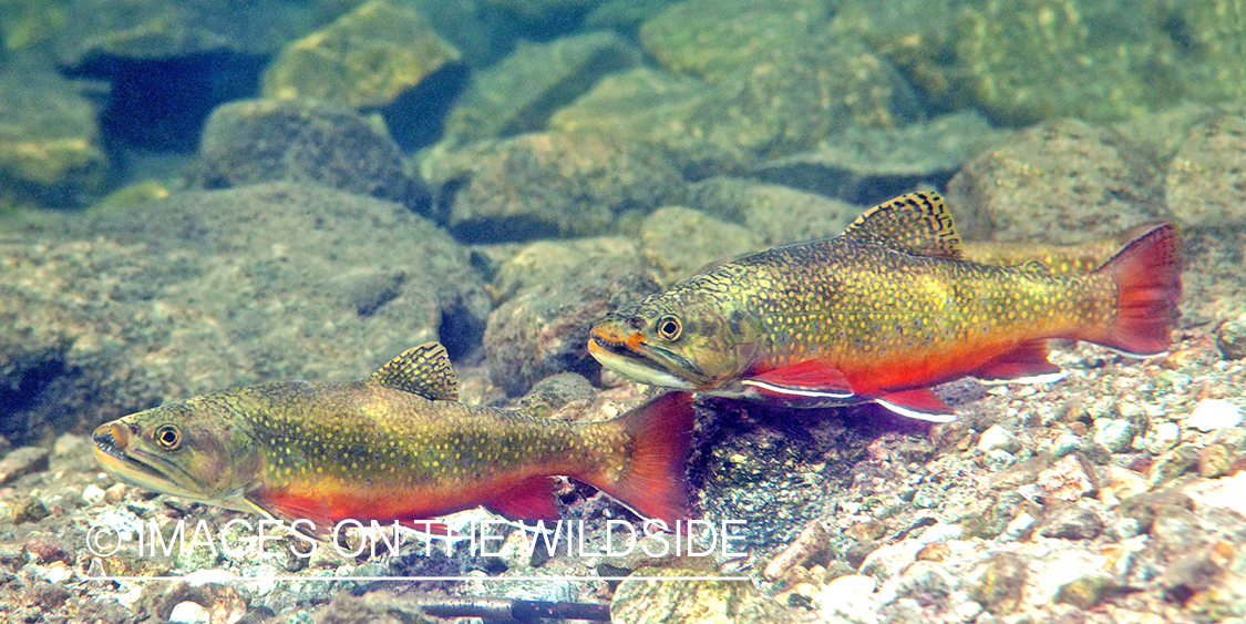 Brook trout in habitat.