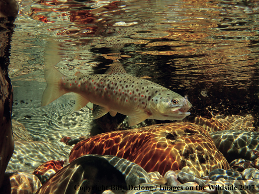 Brown Trout on a fly