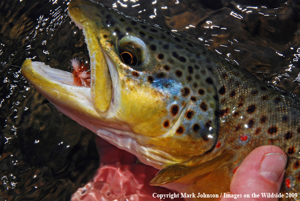 Brown trout underwater