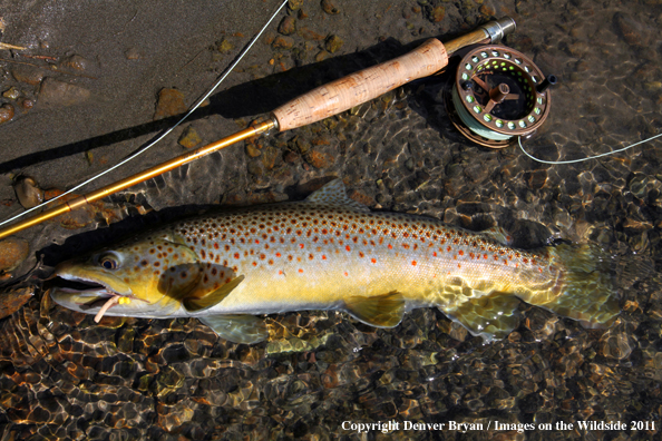 Brown Trout in stream by fly rod