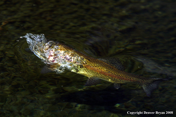 Rainbow Trout underwater below grasshopper