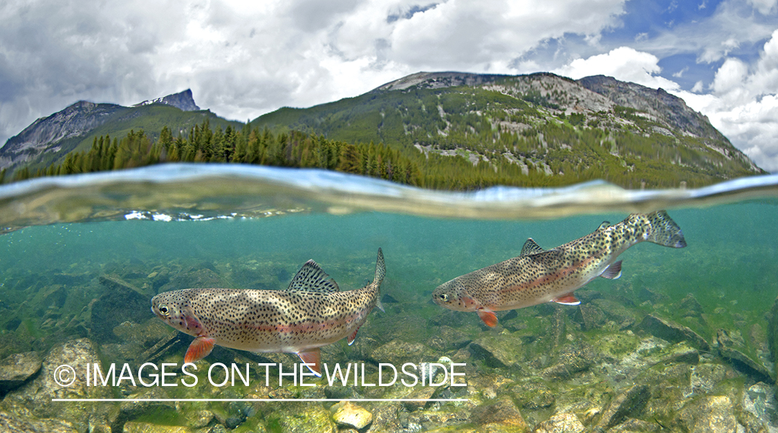 Rainbow trout in river.