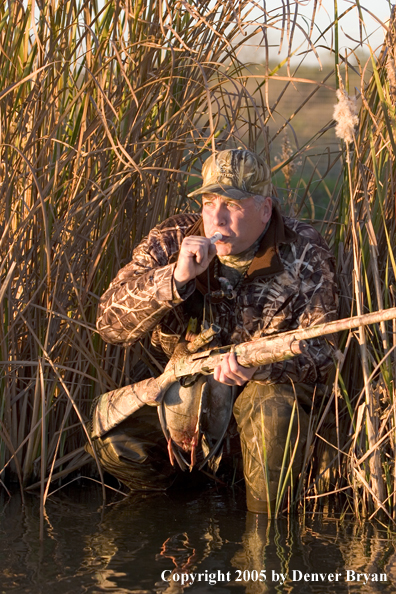 Duck hunter calling ducks from edge of marsh.