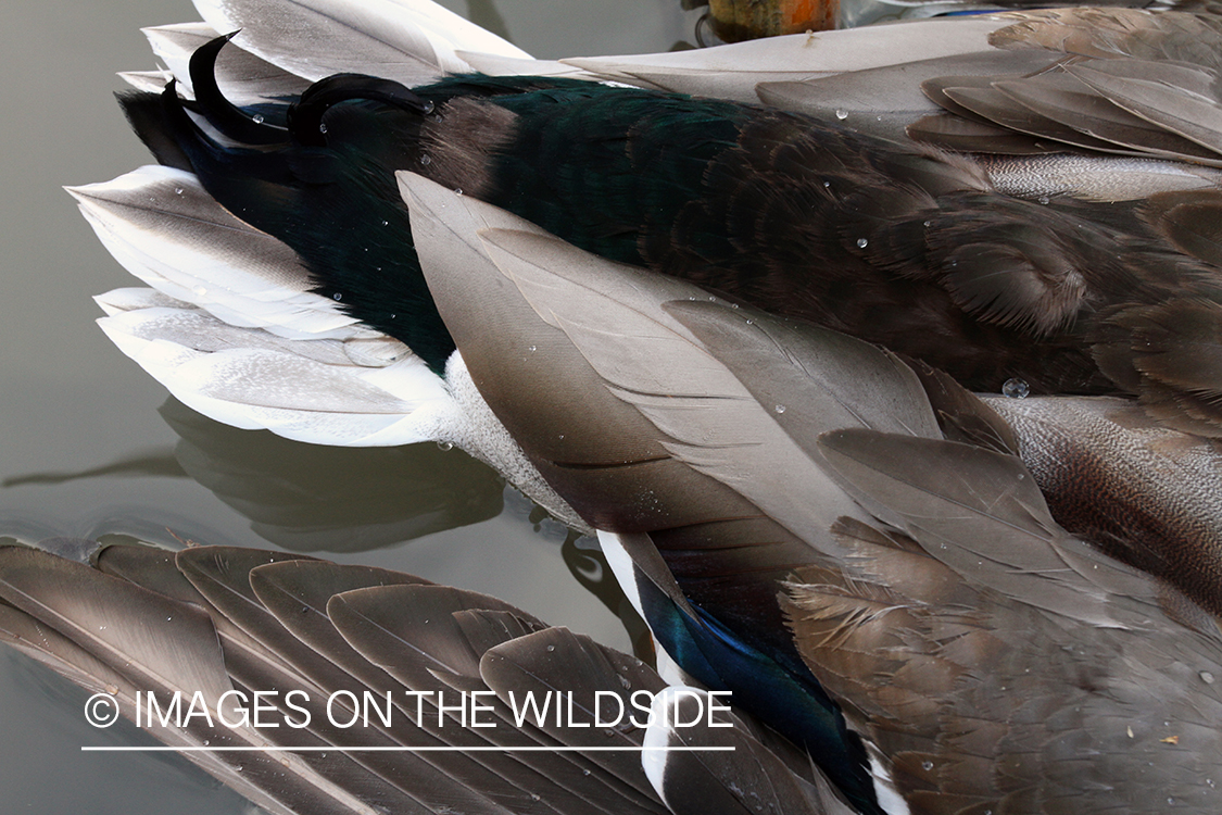 Mallard tail feathers.