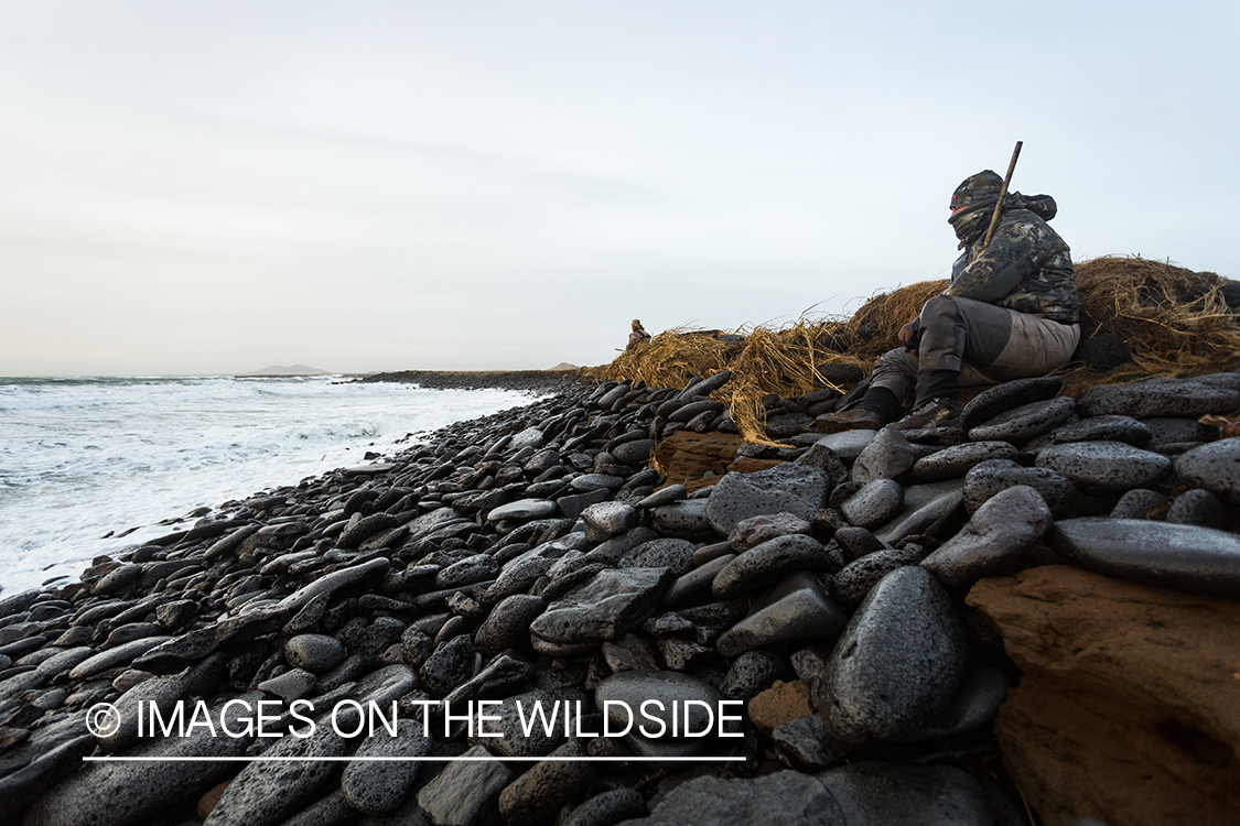 King Eider and Long-tailed duck hunting in Alaska, hunter looking for ducks.