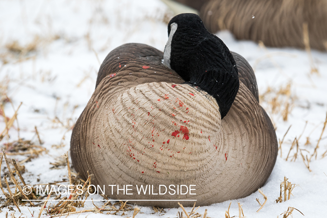 Canada goose blood on decoy.