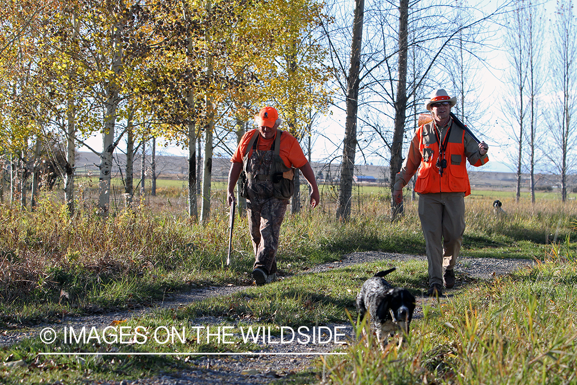 Upland game bird hunters in field with springer spaniel.