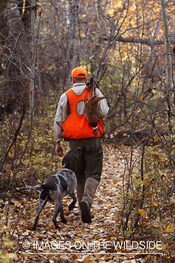 Pheasant hunter in field with Griffon Pointer.