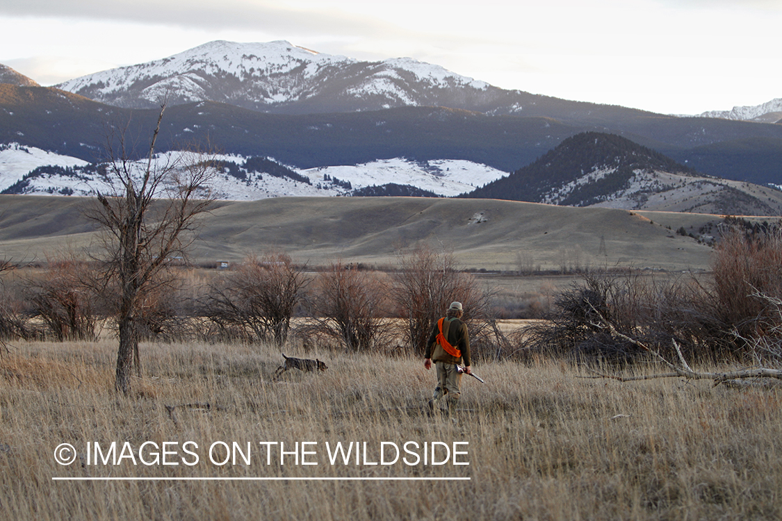 Pheasant hunter in field.