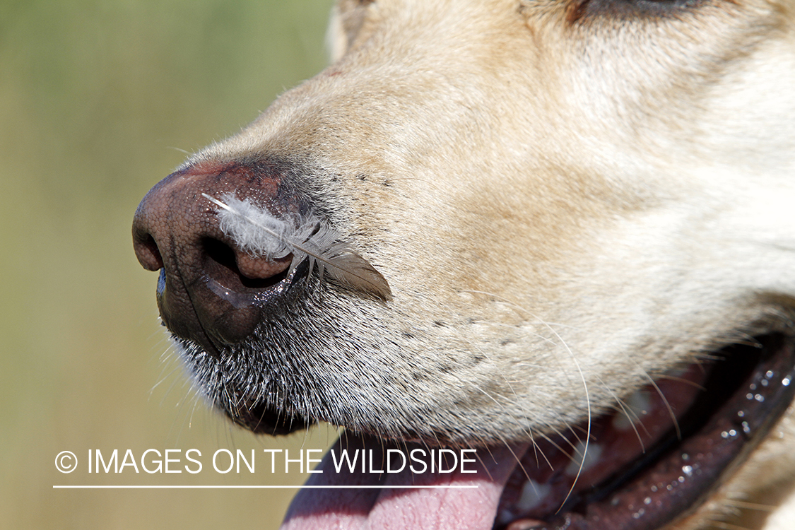 Yellow lab on dove hunt with feather on nose.