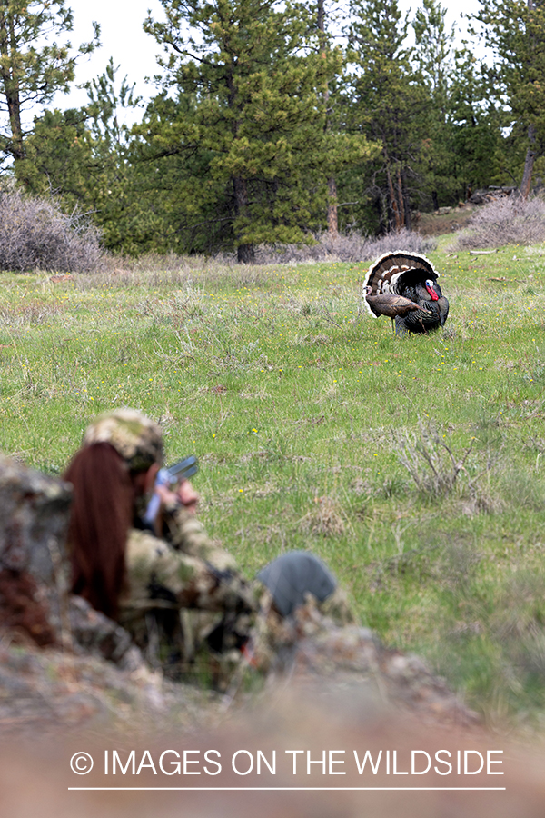 Women hunter aiming at turkey.