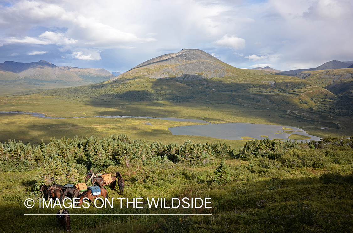 Stone sheep and Mountain goat hunting.