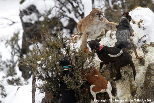 Hunting dogs cornering mountain lion. 