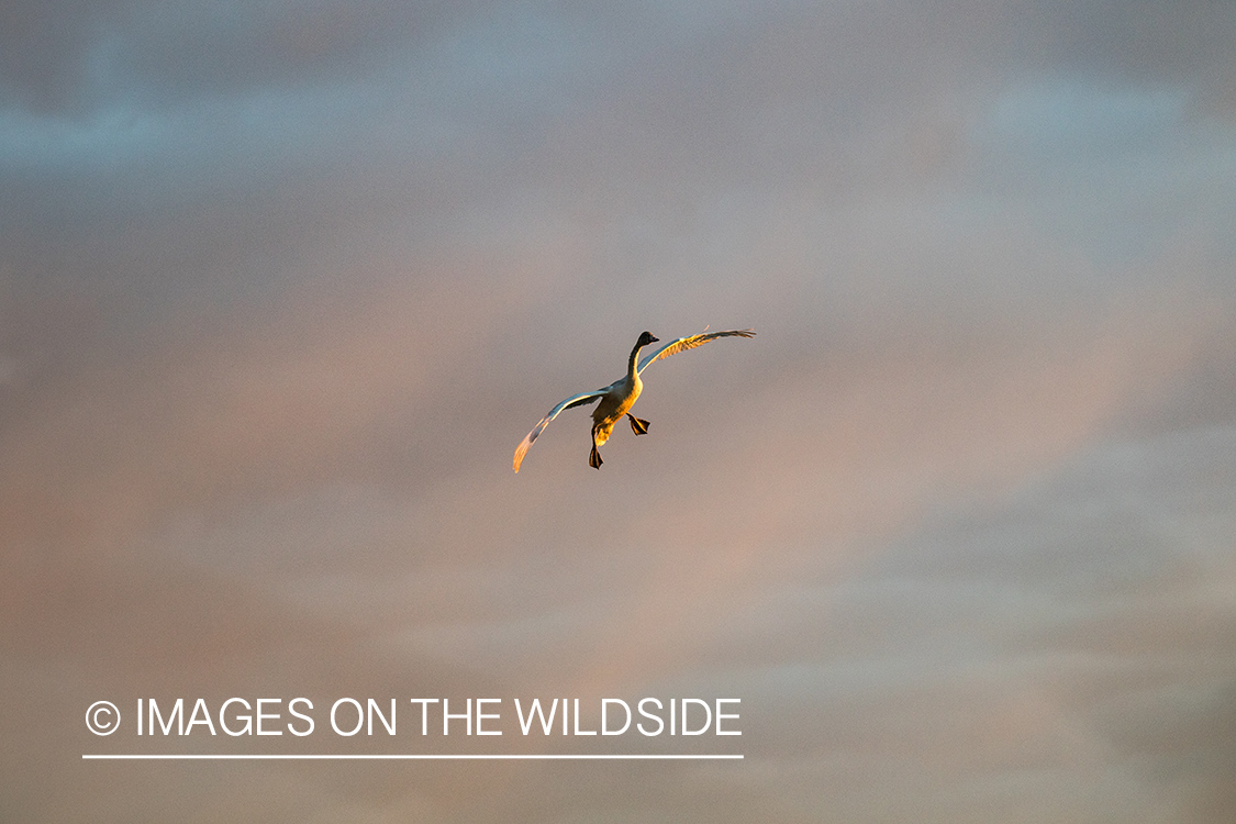 Tundra Swan in flight.