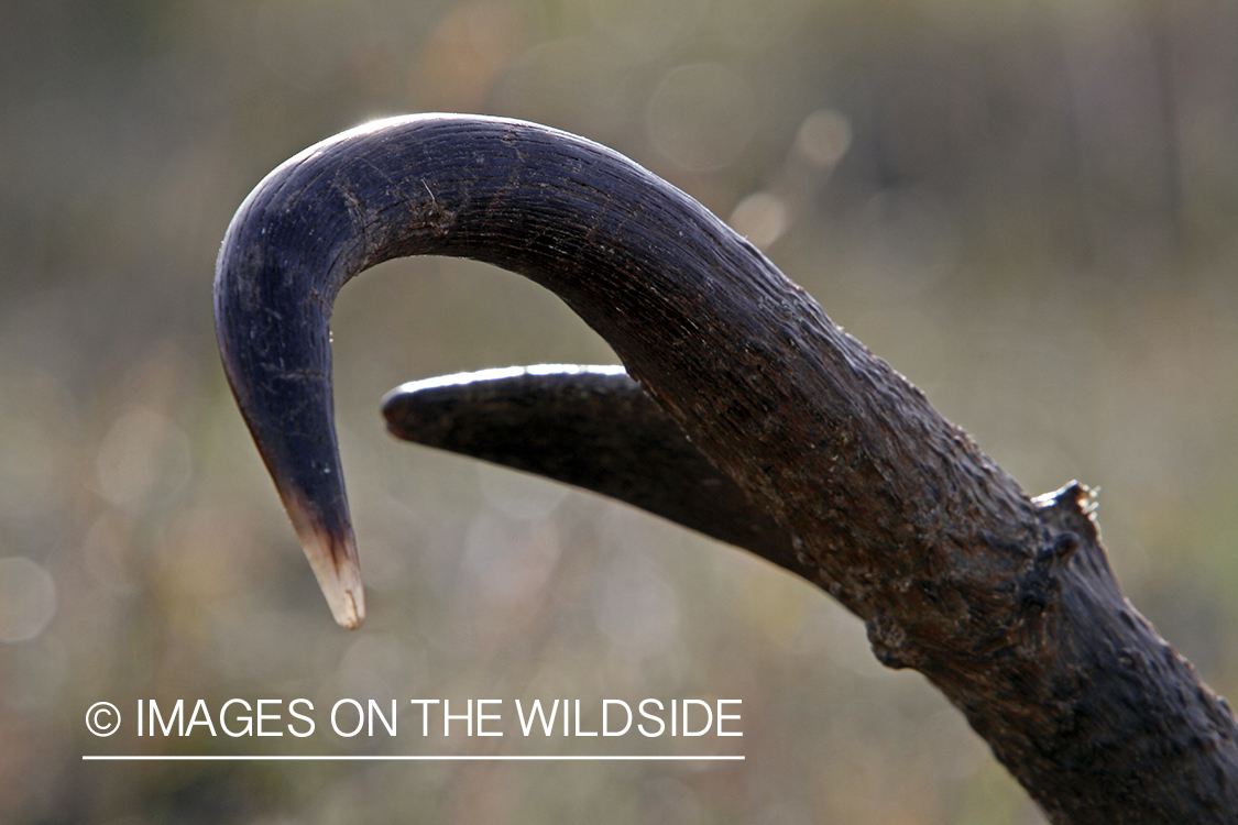 Close-up of downed pronghorn antelope buck.