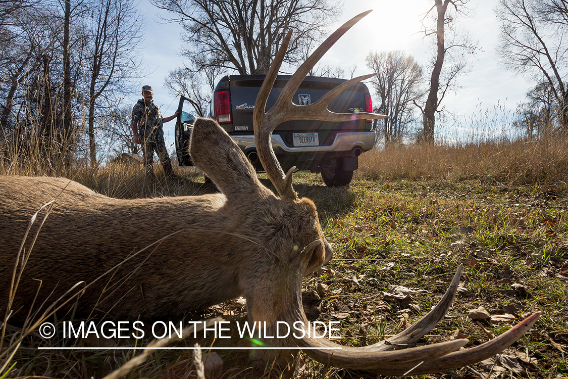 Bow hunter with truck backing up to downed white-tailed deer.