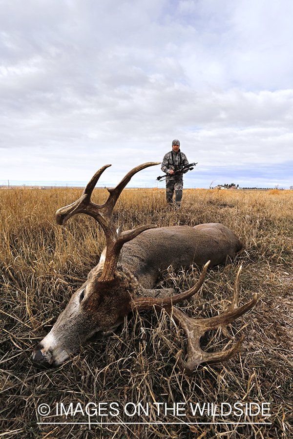 Bowhunter approaching downed white-tailed buck.