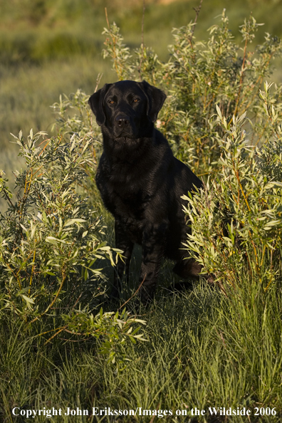 Black Labrador Retriever