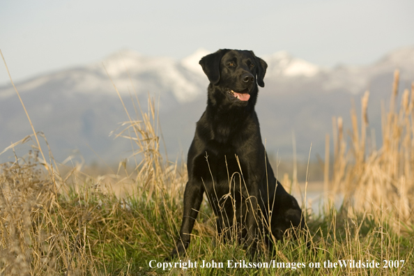 Black Labrador Retriever