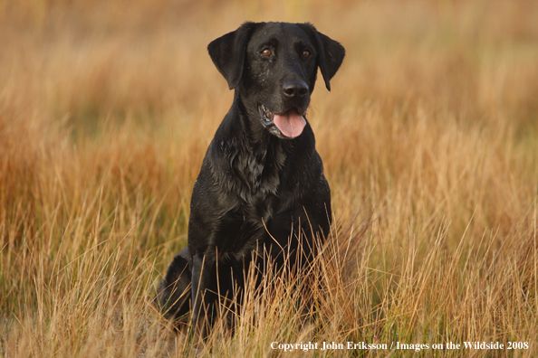 Black Labrador Retriever in field